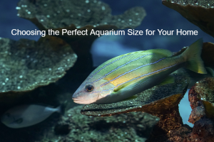 Choosing the Perfect Aquarium Size for Your Home